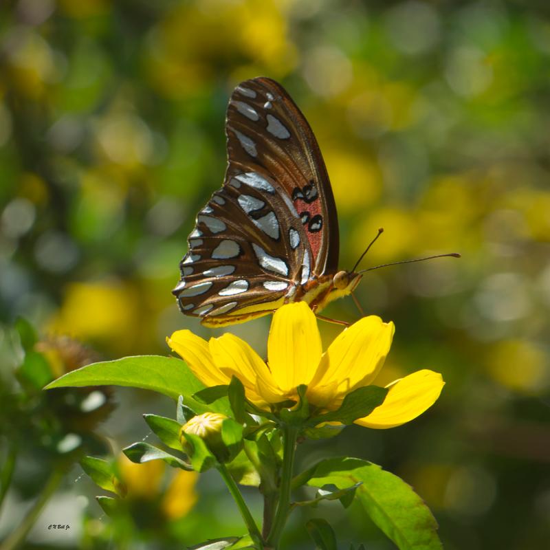 Bright Butterfly