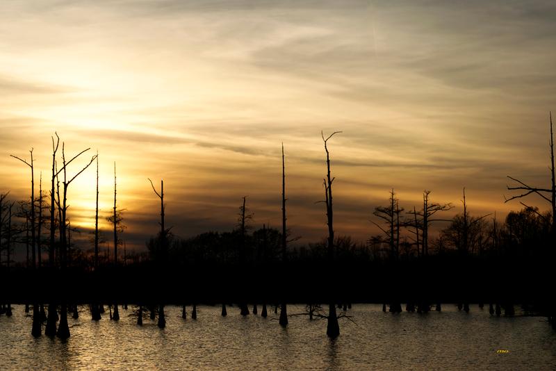 Winter Sunset Black Bayou